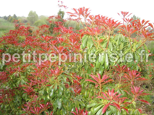 pieris forest flam